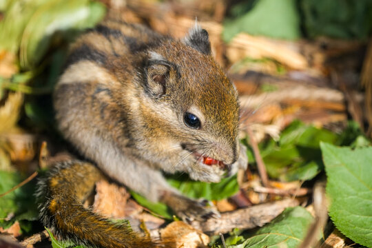 Portrait of a Swinhoe's striped squirrel . Close-up of the animal. Tamiops swinhoei.