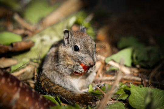 Portrait of a Swinhoe's striped squirrel . Close-up of the animal. Tamiops swinhoei.