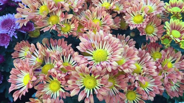 Close up video of purple and peach chrysanthemum flowers with yellow centers forming vibrant floral garden texture