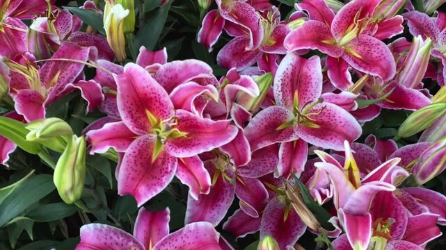 Close up video of pink stargazer lily flowers with green leaves forming vibrant floral garden texture