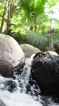 Tranquil Forest Waterfall Flowing Over Rocks With Soft Sunlight and Lush Greenery, peaceful nature vertical background. Flowing Mountain Stream Over Rocks Through Tropical Forest With Lush Green Folia