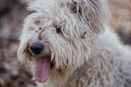 Cute little pumi dog enjoying the outdoors
