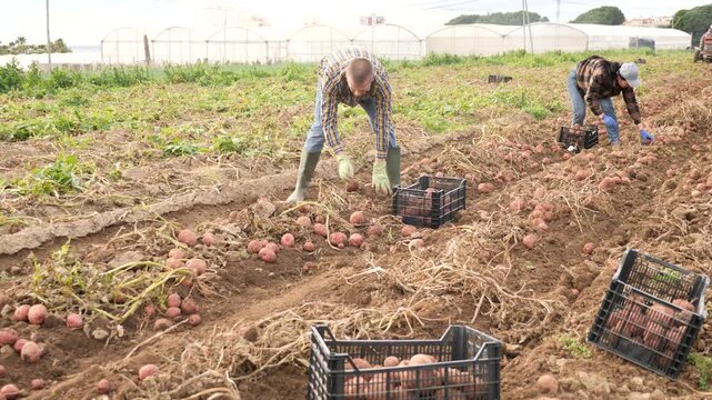 Man farmer harvests potatoes, puts potatoes in a bucket