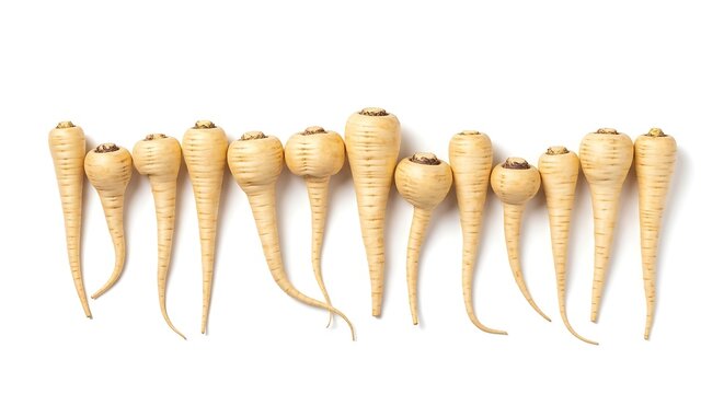 Fresh burdock root vegetables on white.