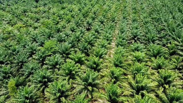 Aerial view of a vibrant palm tree plantation, showcasing rows of lush green trees, demonstrating sustainability