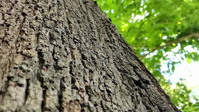Close-up shot of a textured tree trunk reaching towards the sky, showcasing nature's beauty and resilience