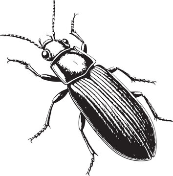 Sawtoothed grain beetle a Hand-drawn Sketch Drawing Vector Illustration, Line Linear Symbol Black and White Engraving, Isolated