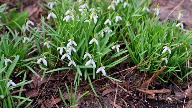 White Snowdrop Flowers Galanthus Nivalis Swaying in Wind in Early Spring Garden Close Up