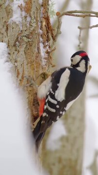 Great spotted woodpecker clinging tightly to a snow covered tree trunk searching for food during a cold winter day in the forest environment