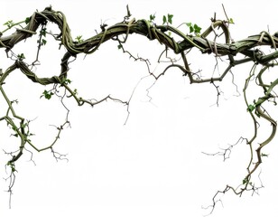 Fototapeta premium Twisted Green Vine With Small Leaves Against White Background Overhead View