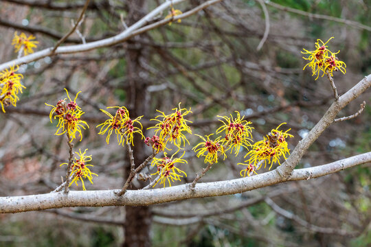 Hamamelis intermedia &rsquo;Barmstedt Gold&rsquo; with yellow flowers that bloom in early spring.