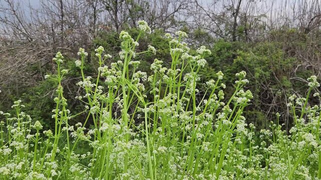 In April, along the border of a field crop, a cluster of white bedstra (Galium album or Galium mollugo), also known as hedge bedstraw or false baby's breath