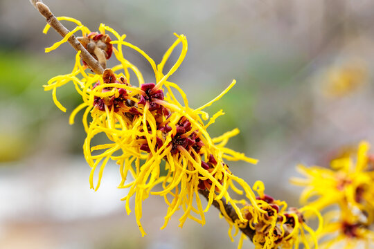 Close-up of yellow flower of Witch Hazel, Barmstedt Gold, blooming in early spring.
