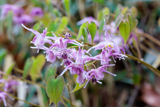 Close-up of a beautiful pink barrenwort flower blooming quietly in the forest.