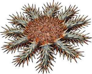 Acanthaster planci illustration art © Diono
