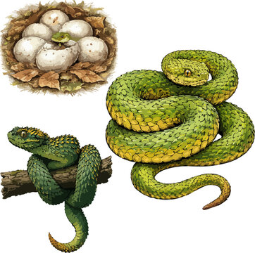 Atheris squamigera illustration art