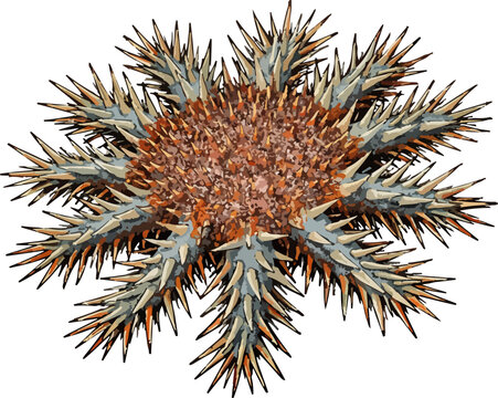 Acanthaster planci illustration art