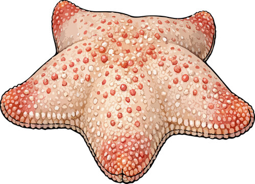 Choriaster granulatus illustration art