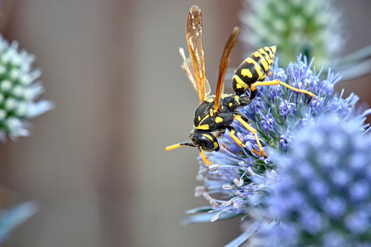 Haus-Feldwespe ( Polistes dominula ).