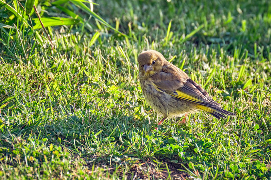Gr&uuml;nfink ( Chloris chloris, Syn.: Carduelis chloris ).