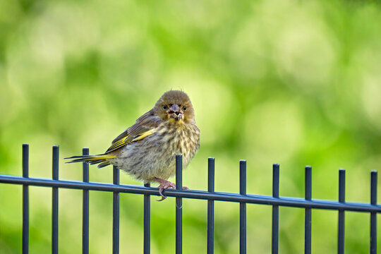 Gr&uuml;nfink ( Chloris chloris, Syn.: Carduelis chloris ).