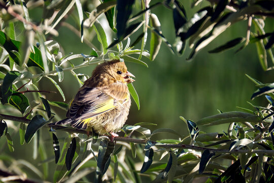 Gr&uuml;nfink ( Chloris chloris, Syn.: Carduelis chloris ).