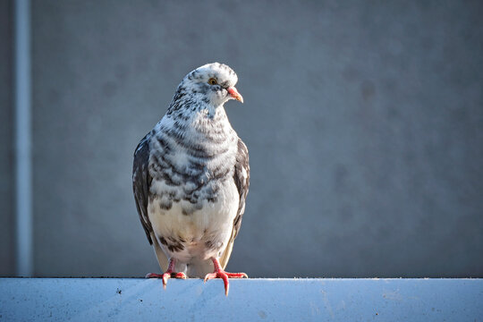 Gescheckte Stadttaube ( Columba livia f. domestica ).