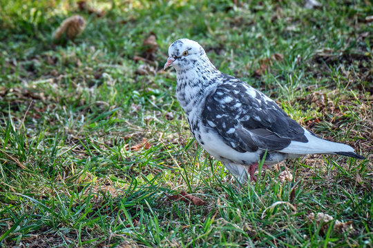Gescheckte Stadttaube ( Columba livia f. domestica ).