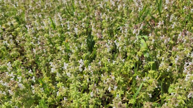 Stachys annua, also known as annual yellow woundwort, producing nectar for bees