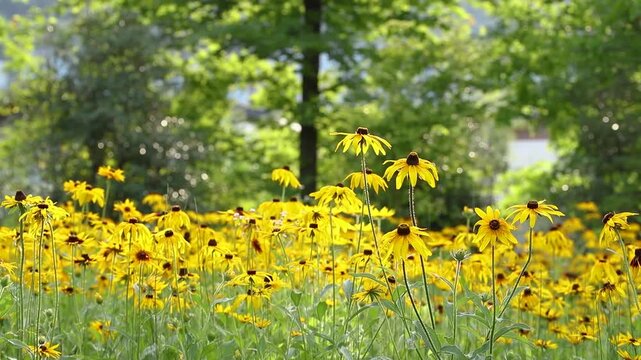 Beautiful field of yellow rudbeckia flowers blooming in a lush green garden under bright summer sunlight