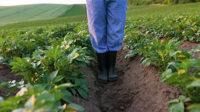 A farmer wearing blue overalls and black boots stands in a row of potato plants in a vast agricultural field during golden hour