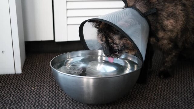 Ill cat with an Elizabethan collar drinks water from a metal bowl. Restoring the health of pet after injury. An animal in a cone prevents itching of the wound after surgery. High quality 4k footage.