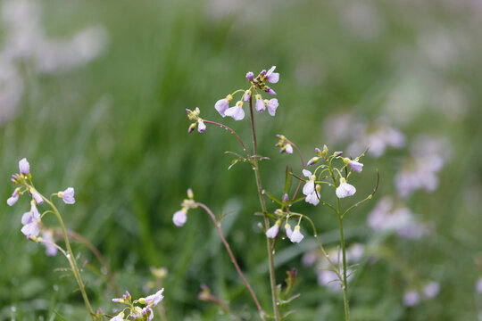 cardamine des pr&eacute;s