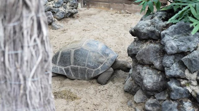 Giant tortoise standing on the ground in its natural habitat.
