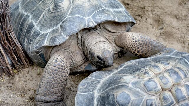 Giant tortoise standing on the ground in its natural habitat.
