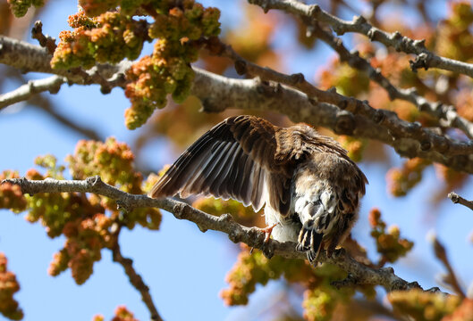Female linnet preening its feathers on a tree branch in bright sunlight, captured in different natural poses.