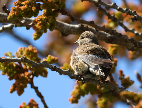 A female linnet perched on a branch, alertly looking around its surroundings.