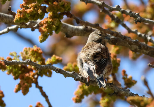 A female linnet perched on a branch, alertly looking around its surroundings.