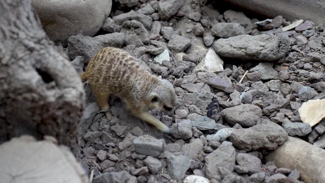 Small suricate actively moving over stones, wildlife photography.