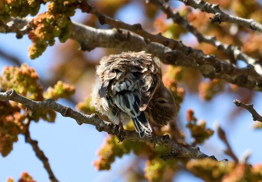 Female linnet preening its feathers on a tree branch in bright sunlight, captured in different natural poses.