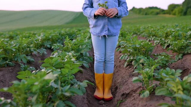 A person stands in a field of growing potato plants wearing denim and yellow boots, ready for agricultural work