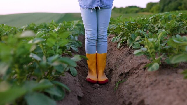 A person wearing yellow boots and jeans stands in a field of young potato plants, with rows of crops stretching into the distance