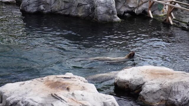 Seal surfacing in a zoo enclosure on a sunny day. 