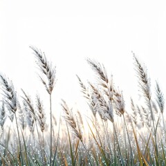 Obraz premium Tall Grass Wisps Swaying Gently in Bright Sunlight Against a White Sky