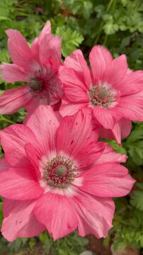 A vibrant pink poppy anemone (Anemone coronaria, Mistral) in full bloom. Large, delicate petals with a textured center. Surrounded by green fern-like leaves. Soft natural daylight on a wild flower.