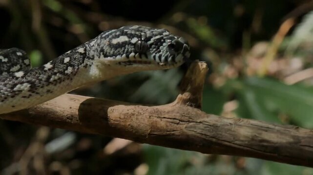 Close Up Diamond Python Snake Hunting with Intense Eyes and Open Mouth