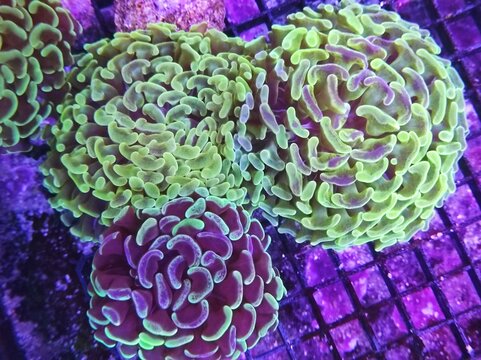 Euphyllia paraancora, Macro of vibrant fluorescent marine coral specimen with glowing colors in a saltwater reef aquarium