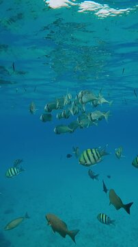 Vertical footage, Close-up of school of Striped Mackerel swimming with open mouths, filtering for plankton under turquoise water surface swimming among Five-banded sergeant major fish 
