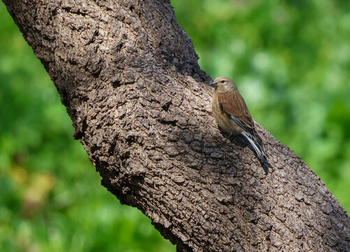 A linnet perched on the rough bark of a thick tree trunk.