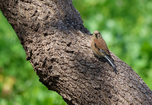 A linnet perched on the rough bark of a thick tree trunk.